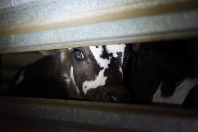 Bobby calves in slaughterhouse holding pen