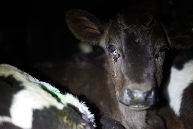Bobby calves in slaughterhouse holding pen