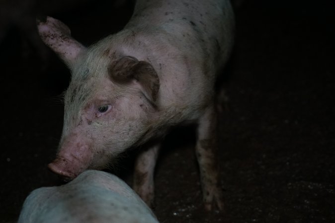 Weaner at pig farm
