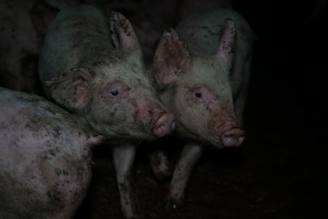 Weaner at pig farm