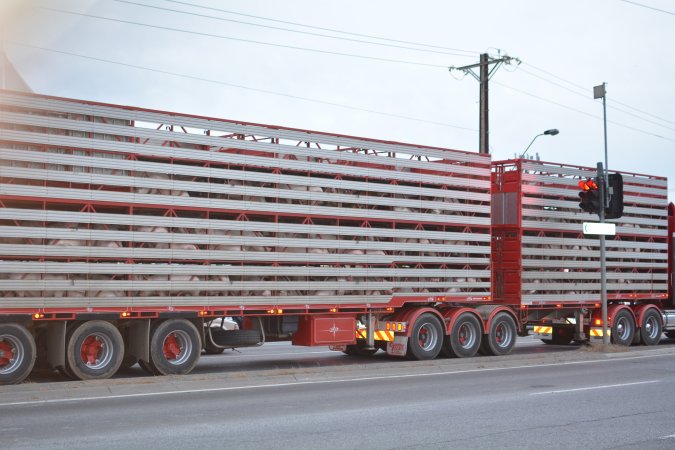 Pig in transport trucks