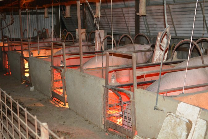 Sows in farrowing crate