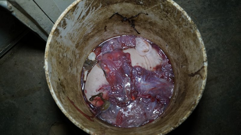 Bucket of dead piglets and afterbirth