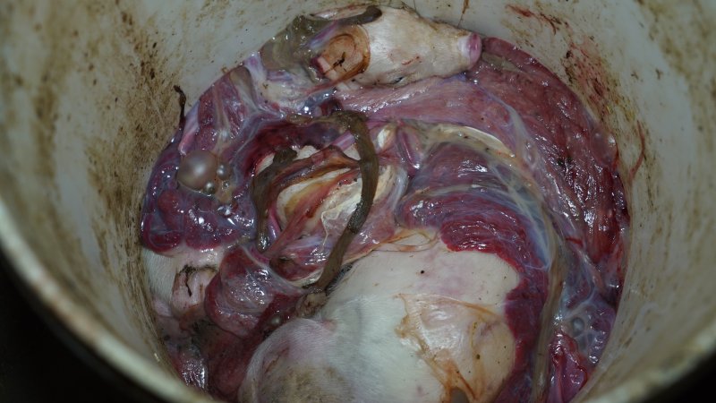 Bucket of dead piglets and afterbirth