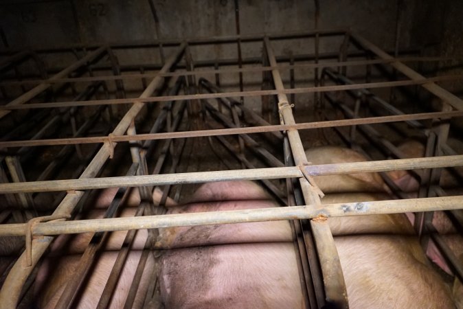 Sow stalls at Ludale Piggery SA
