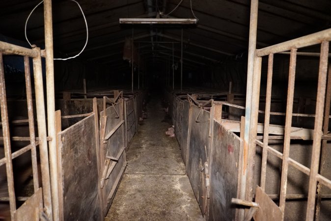 Sow stalls at Ludale Piggery SA