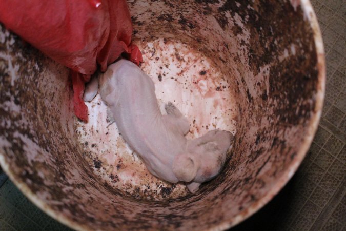 Dead piglet in bucket