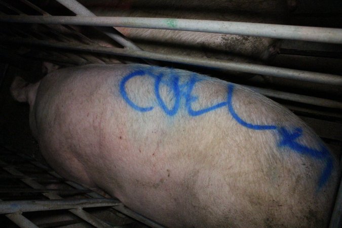 Sow with 'cull' spray-painted on her back