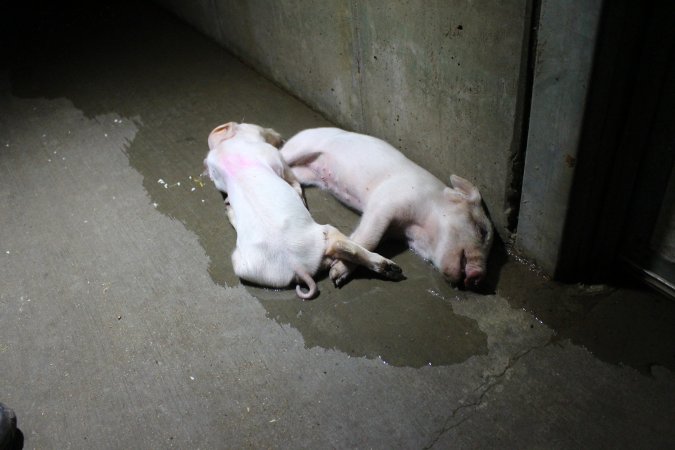 Dead piglets in hallway