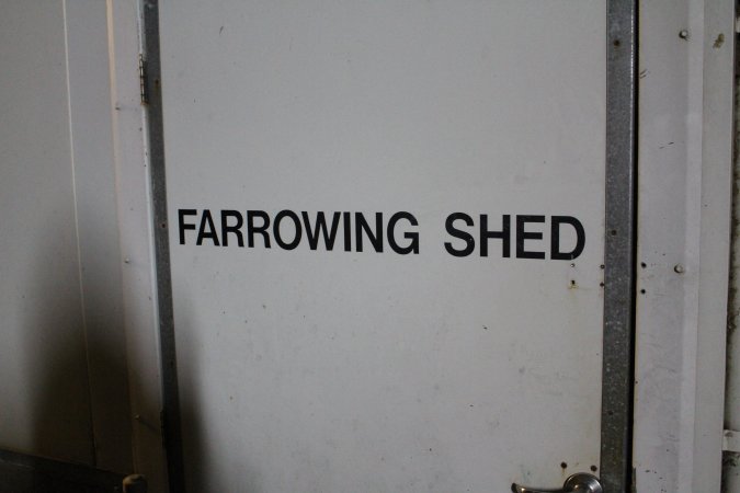 Farrowing shed door
