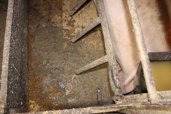 Farrowing crate floor covered in excrement