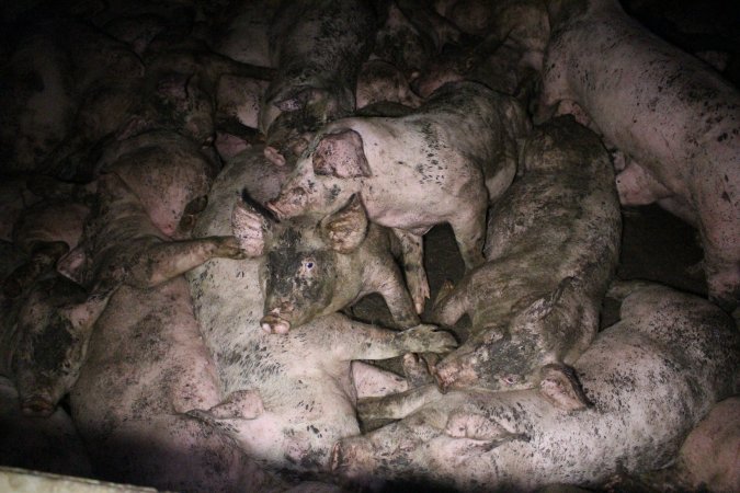 Grower pigs crammed together