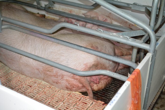 Sow in farrowing crate