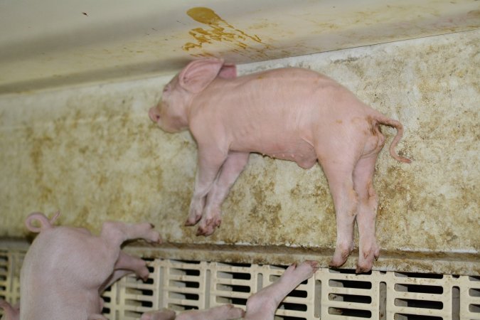 Dead piglet in farrowing crate