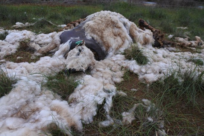 Dead ewe in paddock