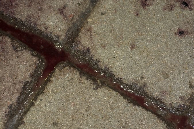 Blood in floor grooves in holding pen