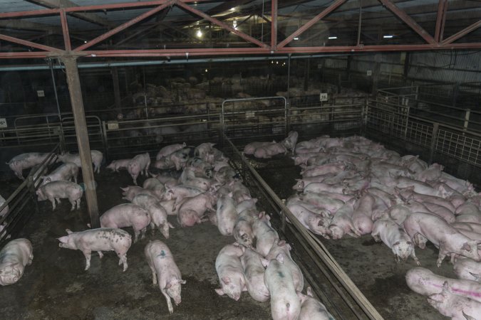 Pigs in holding pens