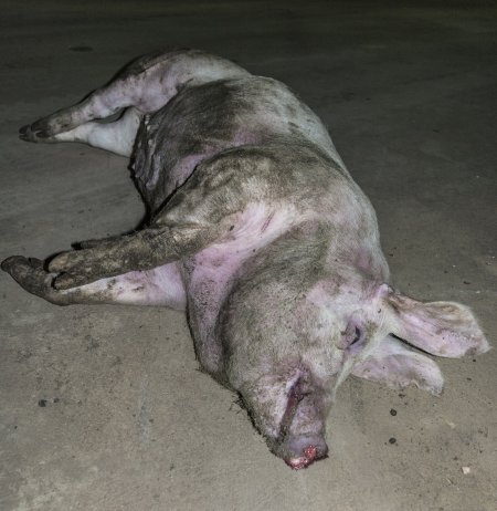 Dead pig on ground next to unloading ramp outside