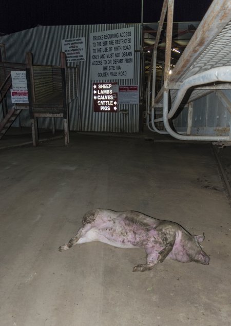 Dead pig on ground next to unloading ramp outside