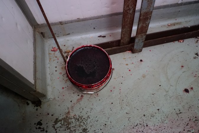 Bucket of blood in slaughterhouse chiller room