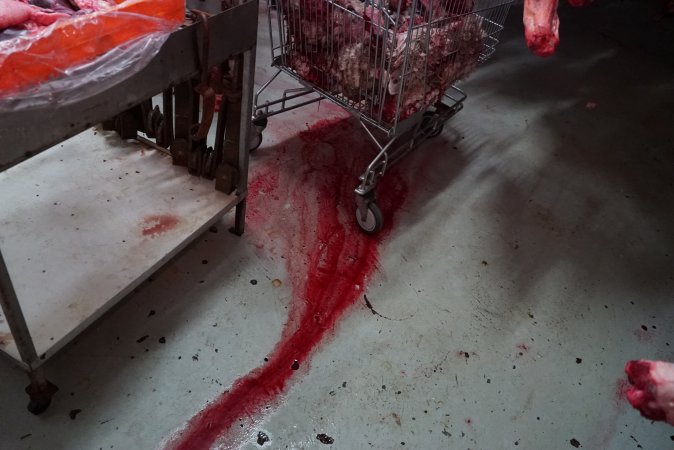 Blood on floor in slaughterhouse chiller room