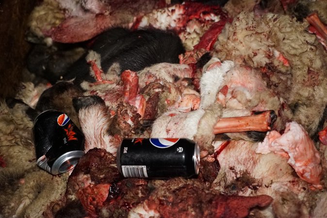Can of Pepsi in pile of body parts and heads