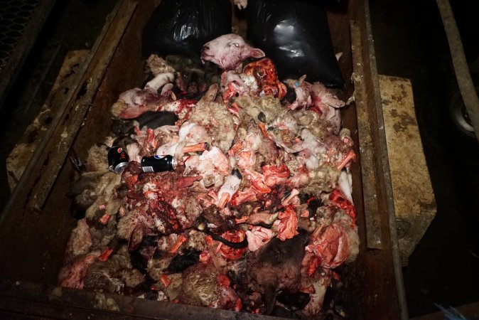 Truck trailer full of severed heads and body parts