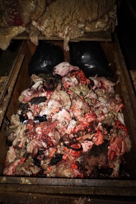 Truck trailer full of severed heads and body parts
