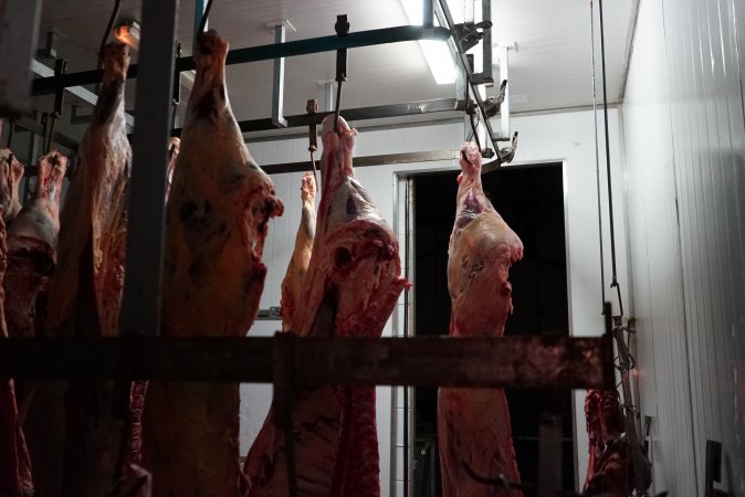 Carcasses in slaughterhouse chiller room
