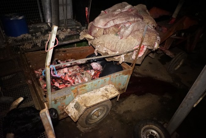 Truck trailer full of body parts and heads, pile of sheep skins above