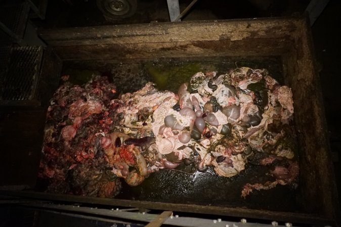 Dumpster full of guts and body parts