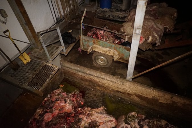 Severed bull's head, dumpster and trailer full of body parts, heads and guts
