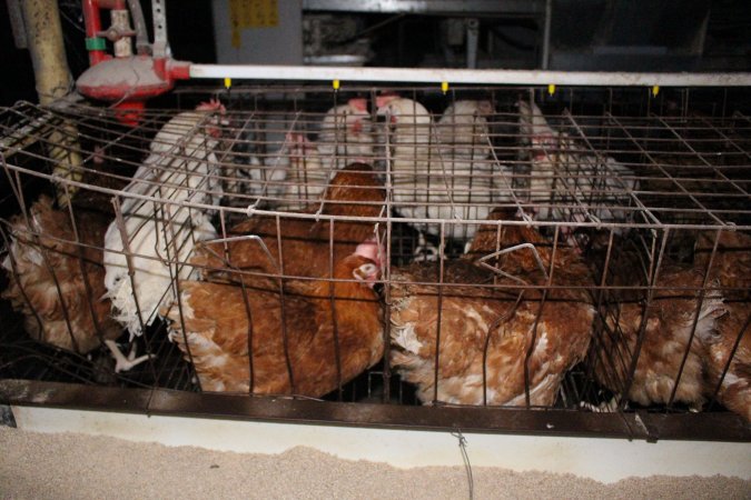 Hens in older-style battery cages (single tier)