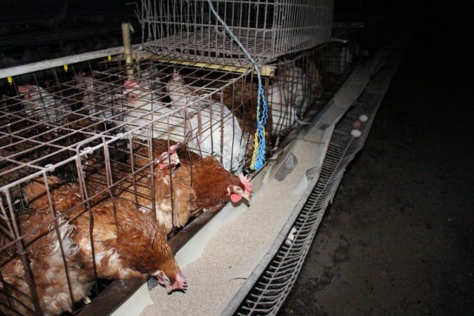 Hens in older-style battery cages (single tier)