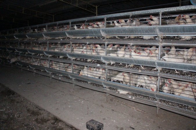 Hens in battery cages (three tier)
