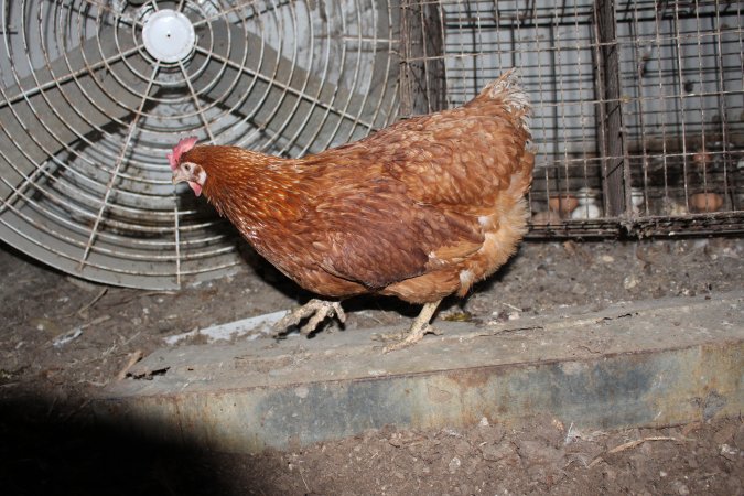 Hens in 'free range' room with feet caked in manure
