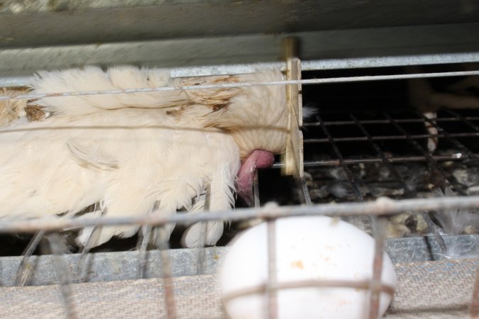 Dead hen in battery cages