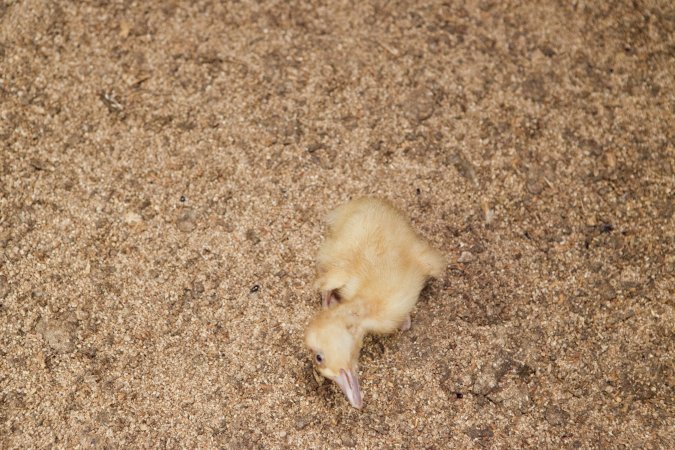Duckling with deformity or illness