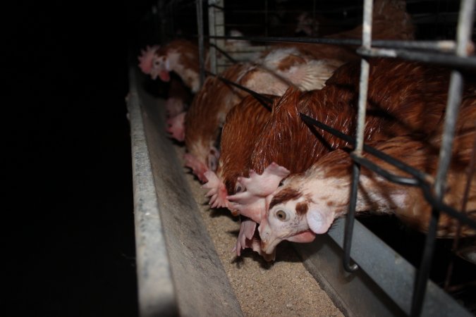 Hens in battery cages eating