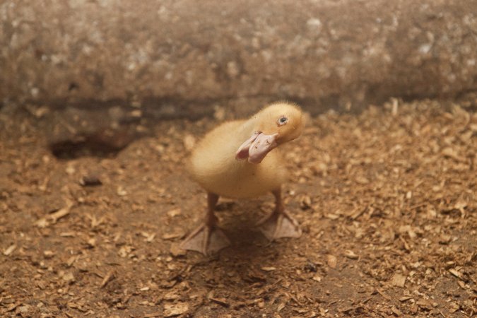 Australian duck farming