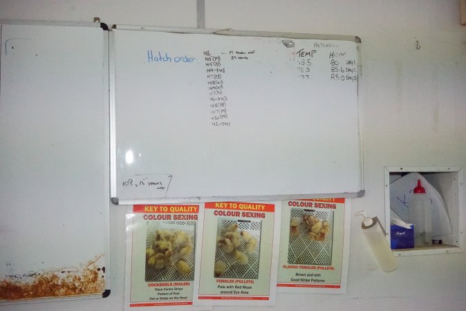 Whiteboard with 'hatch order'