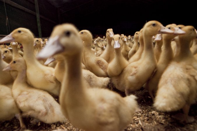 Australian duck farming