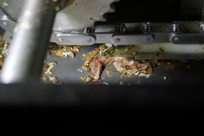 Dead chick inside tray cleaning machine