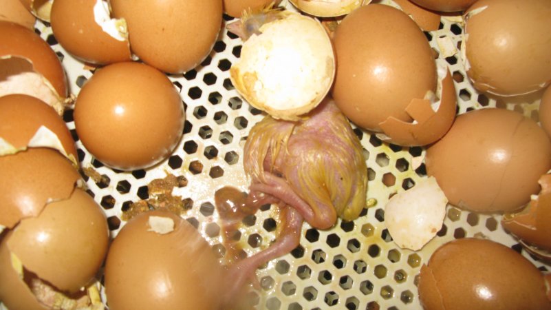 Dead chick in tray of hatched eggs