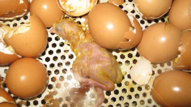 Dead chick in tray of hatched eggs