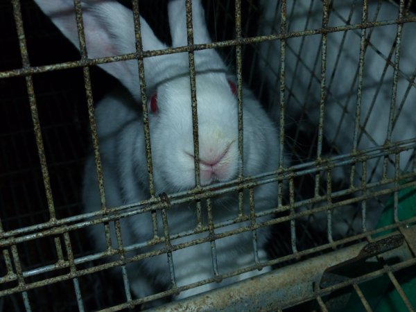 Rabbit farming at Baldivis Rabbits WA