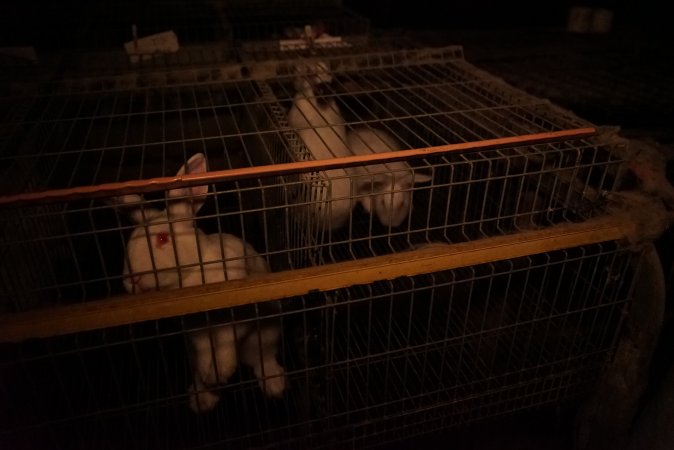 Rabbit farming at Glencroft Farm TAS