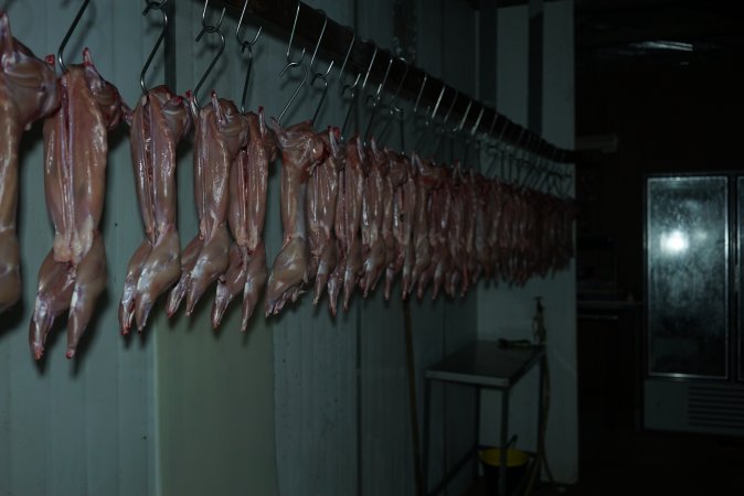 Slaughtered and skinned rabbits hanging in home slaughterhouse
