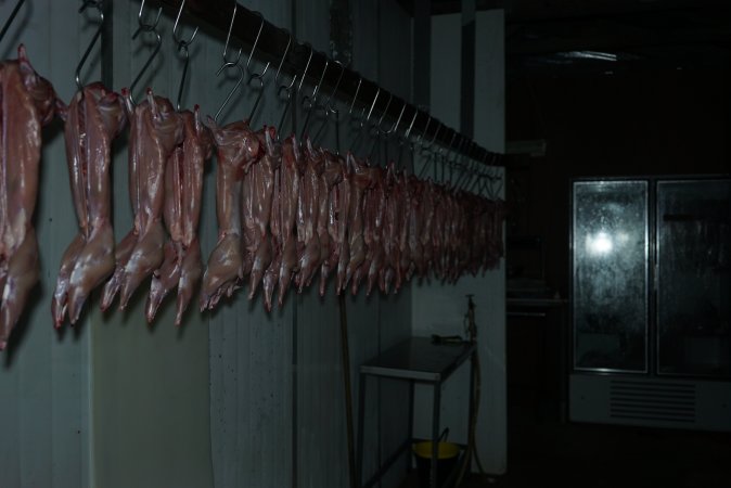 Slaughtered and skinned rabbits hanging in home slaughterhouse