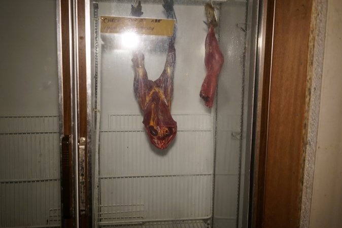 Slaughtered and skinned wild animals hanging in home slaughterhouse